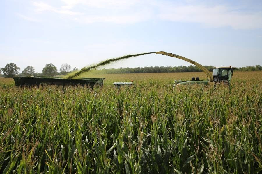 Krone BiG X 680–1180 selvgående finsnittere